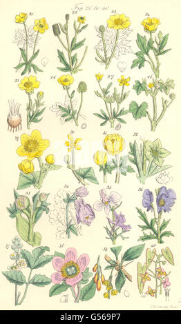 Wildblumen: Buttercup Ringelblume Nieswurz Columbine Rittersporn. SOWERBY, 1890 Stockfoto
