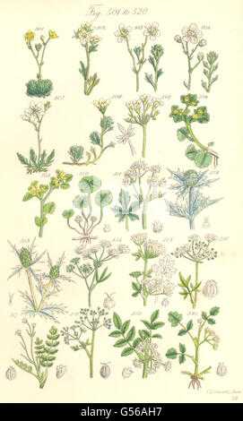 Wildblumen: Waldsanikel Eryngo Hemlock Sellerie Petersilie Honewort. SOWERBY, 1890 Stockfoto