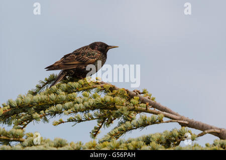 21. Juni 2016. UK Wetter. Ein Starling Sitzstangen auf einem Baum in der Abendsonne in East Sussex, UK Credit: Ed Brown/Alamy leben Nachrichten Stockfoto