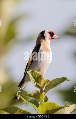 21. Juni 2016. UK Wetter. Ein Goldfinch Sitzstangen auf einem Apple Tree in der Abendsonne in East Sussex, UK Credit: Ed Brown/Alamy leben Nachrichten Stockfoto