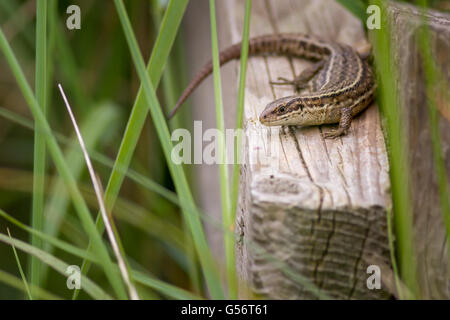 Gemeinen Eidechse, Spurn Point, UK Stockfoto