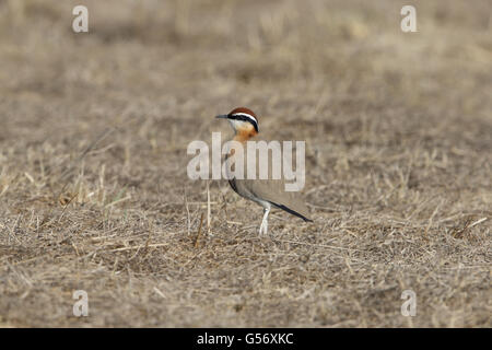 Indischen Renner (Cursorius Coromandelicus) Erwachsenen, stehend in Trockenrasen, sollte, Neu-Delhi, Delhi, Indien, Februar Stockfoto