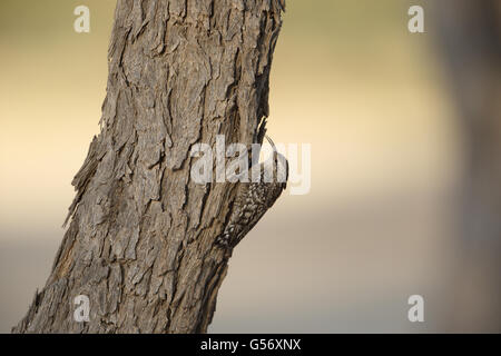 Indische entdeckt Creeper (Salpornis Spilonotus) Erwachsenen, klammerte sich an Baumstamm, Tal Chhapar, Thar-Wüste, Rajasthan, Indien, Februar Stockfoto