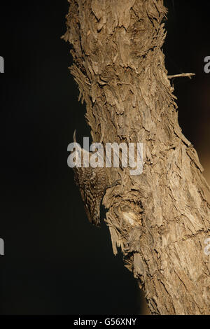 Indische entdeckt Creeper (Salpornis Spilonotus) Erwachsenen, klammerte sich an Baumstamm, Tal Chhapar, Thar-Wüste, Rajasthan, Indien, Februar Stockfoto