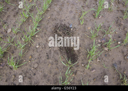 Feldhase (Lepus Europaeus) kratzen, bei der Gerste (Hordeum Vulgare) "Morris Otter" Winter-Gerste Ernte, North Yorkshire, England, Januar Stockfoto