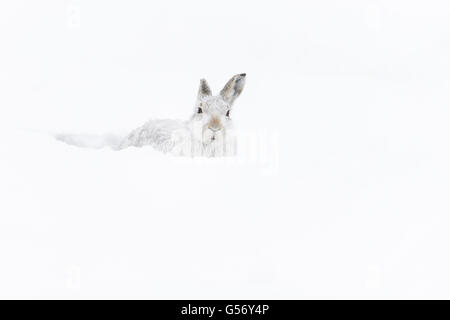 Schneehase (Lepus Timidus) erwachsen, im Wintermantel, sitzen in Form auf Schnee bedeckt Hang, Grampian Mountains, Highlands, Schottland, Januar Stockfoto