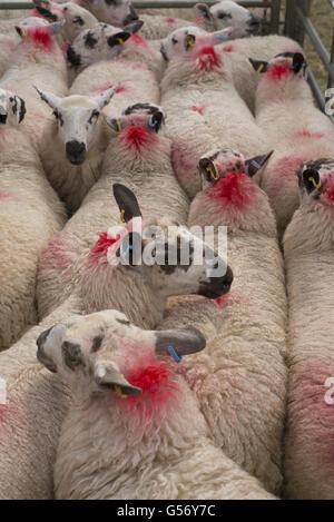 Hausschafe, Welsh Mule Herde im Stift am Vieh zu vermarkten, Welshpool Viehmarkt, Welshpool, Powys, Wales, September Stockfoto