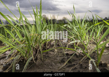 Gerste (Hordeum Vulgare) 'Morris Otter"Wintergerste schneiden junge wächst während der Regenzeit, North Yorkshire, England, Januar Stockfoto