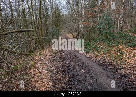 Eine schlammige Wanderweg führt durch einen kleinen Wald Stockfoto