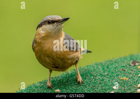 Ein Kleiber auf dem Beschickungstisch Stockfoto