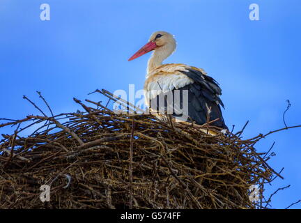 Europäische Weißstorch, Ciconia, stehend im Nest bei Tag Stockfoto