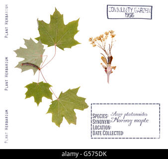 Herbarium-Spitz-Ahorn-Baum. Blätter, Knospen Spitz-Ahorn, isoliert auf weiss Stockfoto