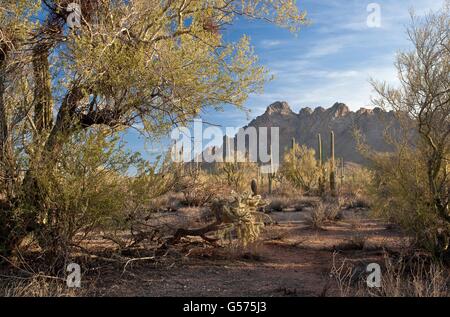 Kaktus in Ironwood Forest National Monument in der Sonora-Wüste in der Nähe von Marana, Arizona. Stockfoto