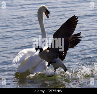 Erstaunliche Foto anzugreifen des Schwans Kanada-Gans Stockfoto