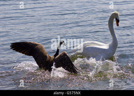 Erstaunliche Bild die kleine Kanadagans angreifen des Schwans auf dem See Stockfoto