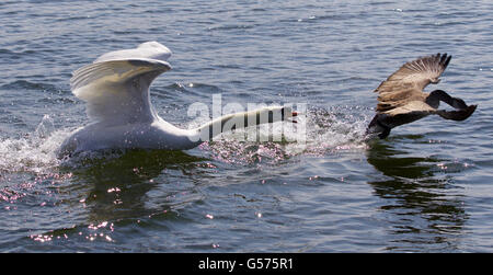 Erstaunliche Bild von der wütenden Schwan Angriff auf die Kanadagans Stockfoto