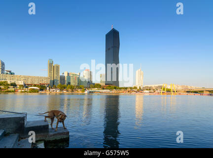 DC Tower 1, Donaucity, neue Donau, Hund, Wien, Vienna, Austria, Wien, 22. Stockfoto