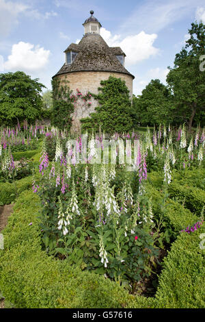 Digitalis Purpurea. Fingerhut und Absicherung im Rousham Haus Garten-Box. Oxfordshire, England Stockfoto