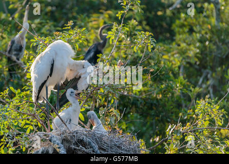 Familie Holz Storch auf dem Nest. Wachsende Küken haben Münder öffnen. Weiße Vögel ist Erwachsenen putzen. Stockfoto