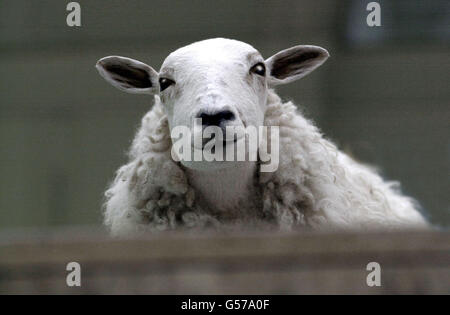 Morag the Sheep im Royal Museum in Edinburgh. Das Museum soll das erste Schaf, das aus Embryonalzellen geklont wird, im Roslin-Institut, das die Schafe dem Museum schenkte, als Zuhause bereitstellen. * Wissenschaftler des Instituts in Edinburgh klonten Morag und ihre Zwillingsschwester Megan 1995 aus Embryonalzellen in einem Labor, was später zur Entstehung von Dolly, dem Schaf, führte. Stockfoto