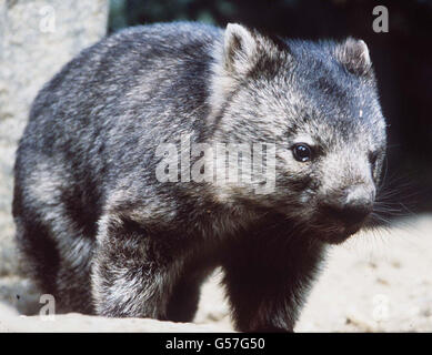 Undatierte Abbildung eines Wombat. Prinz William zeichnete ein Bild eines Wombat, nachdem er ein Tier zeichnen musste, das mit demselben Buchstaben wie sein Name begann, während er Kindern Englisch unterrichtete. * ... während seiner Raleigh International Expedition nach Chile. Stockfoto