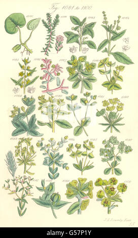 Wildblumen: Krähenbeere Crakeberry Quecksilber Wolfsmilch Warze-Weed. SOWERBY, 1890 Stockfoto