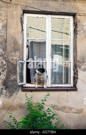 Ein alter Hund im Fenster warten auf seinen Herrn zu kommen nach Hause Stockfoto