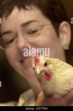 Edinburgh Roslin Institut Huhn Stockfoto