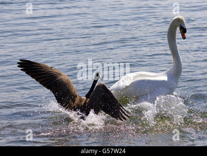 Erstaunliche Foto die kleine Kanadagans angreifen des Schwans auf dem See Stockfoto