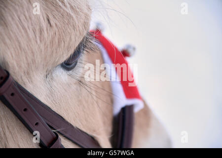 Bild-Serie von einem Mädchen mit ihrem norwegischen Fjord-Pferd, beide in Xmas Outfit Reiten in einer Winterlandschaft Stockfoto