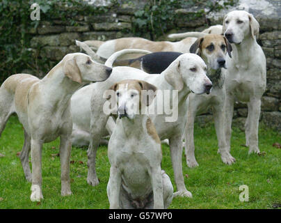 Jagdhunde. Jagdhunde des Herzogs von Beaufort, während einer Fuchsjagd treffen. Stockfoto