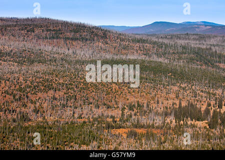 Blick vom Berg Lusen in Wäldern mit toten Bäumen in den Bayerischen Wald Nationalpark, Bayern, Deutschland Stockfoto