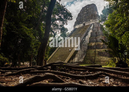 Ein Mann reinigt die Stufen des Tempels 5 in die verlorene Welt der guatemaltekischen Maya-Ruinen im Dschungel des Tikal National Park Stockfoto