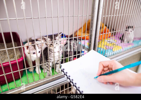 Tierarzt in einen Notizblock schreiben über Katzen im Käfig Stockfoto