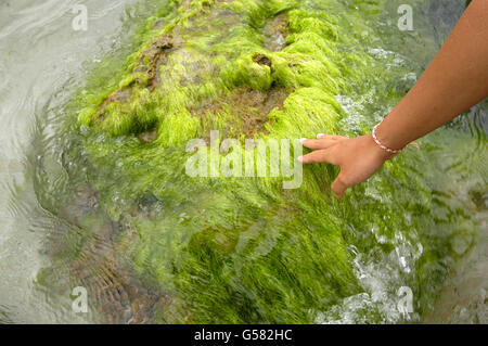 Hand einer jungen Frau berühren einen Felsen mit Grünalgen, Aguas Blancas Strand, Ibiza, Balearen, Spanien Stockfoto