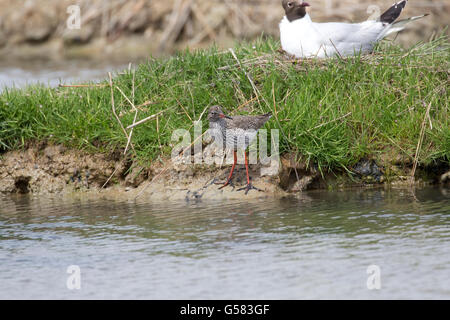 Rotschenkel stehen bei Waters edge Tringa Totanus Réserve Vogelwarte du Teich France Stockfoto