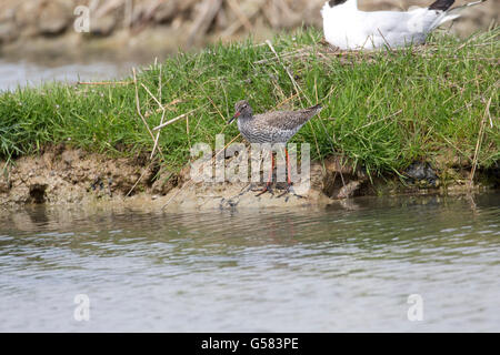 Rotschenkel stehen bei Waters edge Tringa Totanus Réserve Vogelwarte du Teich France Stockfoto