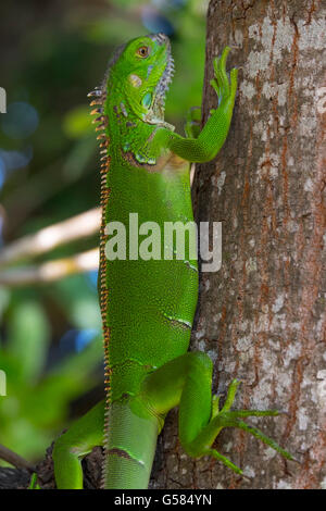 Großer grüner Leguan auf einem Baum sitzend Stockfoto