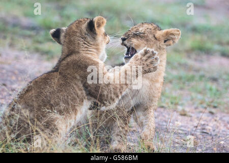 Zwei Löwenbabys kämpfen oder spielen, Masai Mara, Kenia, Afrika Stockfoto