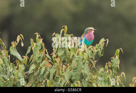 Lilac-breasted Roller sitzt auf einem Busch, Masai Mara, Kenia, Afrika Stockfoto