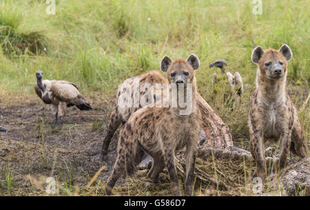 Drei schwarze Hyänen in einen Kadaver entdeckt und zwei sind gerade für Löwen, zwei Weißrückenspecht Geier im Hintergrund, Masai Mara Stockfoto