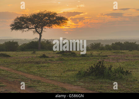 Sonnenaufgang über Masai Mara ist Nebel in der Luft und einer großen Akazie in den Vordergrund, Masai Mara, Kenia, Afrika Stockfoto