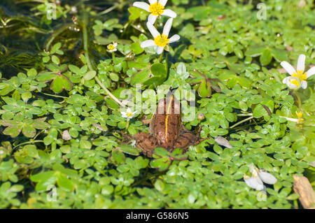 Perez Frosch, außer Perezi in einem Teich. Foto in Toledo Bergen, Provinz Ciudad Real, Spanien Stockfoto