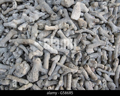 Versteinerte Stücke von toten Korallen am Strand Stockfoto