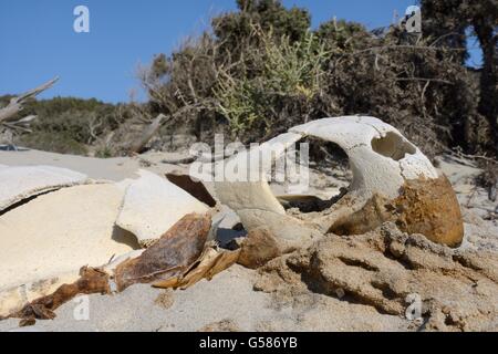 Unechte Karettschildkröte (Caretta Caretta) Skelett in den Dünen hinter dem Strand, Kos, Dodekanes, Griechenland, August. Stockfoto