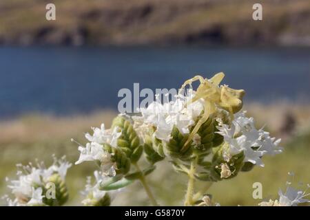 Heather Krabbenspinne (Thomisus Onustus) warten auf Insekten Beute auf Flowerhead kretischen Oregano (Origanum Onites), Lesbos Stockfoto