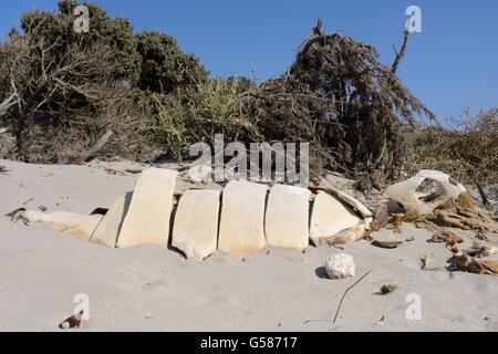 Unechte Karettschildkröte (Caretta Caretta) Skelett in den Dünen hinter dem Strand, Kos, Dodekanes, Griechenland, August. Stockfoto