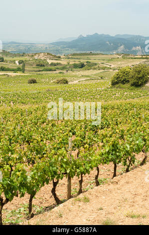 Gemeinsamen Weinrebe Vitis Vinifera, in einem Weinberg in der Region La Rioja. Labastida. Spanien. Stockfoto