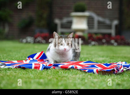 Larry, die Downing Street Katze, sitzt mit einem Hagebutten im Garten der Nummer 10 Downing Street, London, während die Residenz des Premierministers&acirc;&auml;s mit patriotischer Livree geschmückt ist, um das Diamantenjubiläum zu feiern. Stockfoto