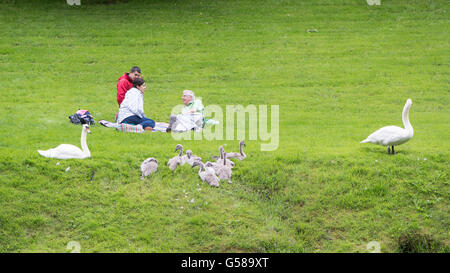 Familie von Schwänen von Menschen mit Picknick. Ein paar Höckerschwäne (Cygnus Olor) mit großen Cygnets von einer Gruppe von Menschen, die Essen Stockfoto